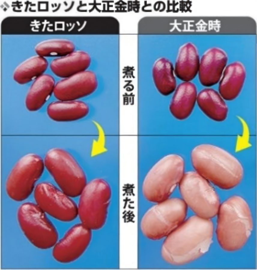 きたロッソと大正金時との比較